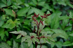 Astilbe 'Rhythm & Blues' — photo 3